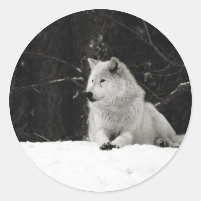 Snow Wolf Classic Round Sticker (Front)