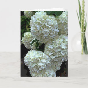 Snowball Hydrangea 2 Card