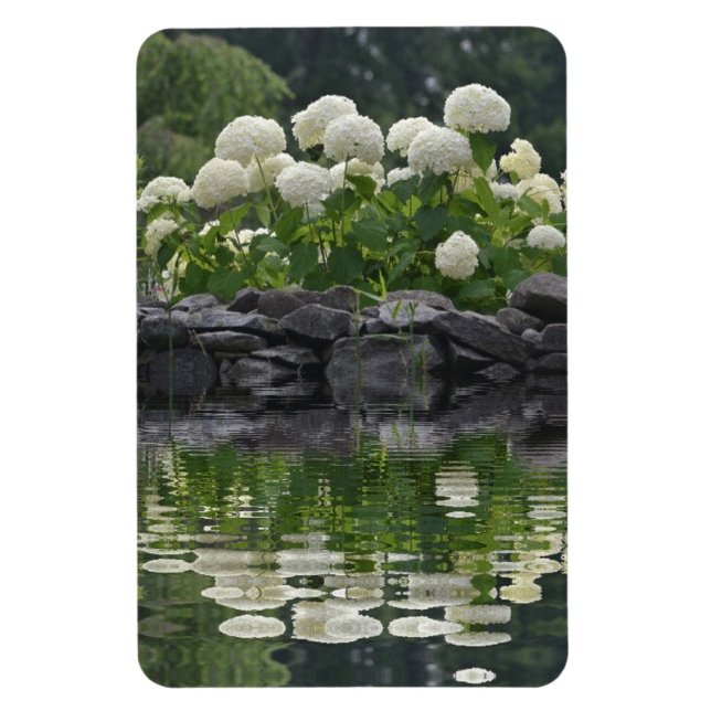 Snowball Hydrangea With Reflections Magnet (Vertical)