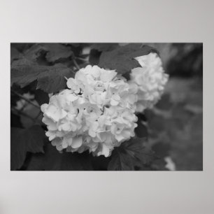 Snowball in Spring Poster