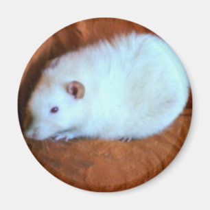 Snowball White Rat Magnet