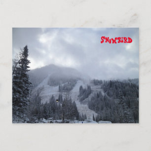 Snowbird Postcard