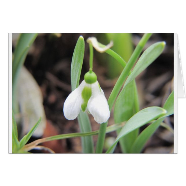 Snowdrop - Birth Flower - January (Front Horizontal)