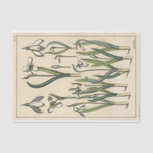 Snowdrop, Eugene Grasset's Botany Series Tissue Paper (Front)