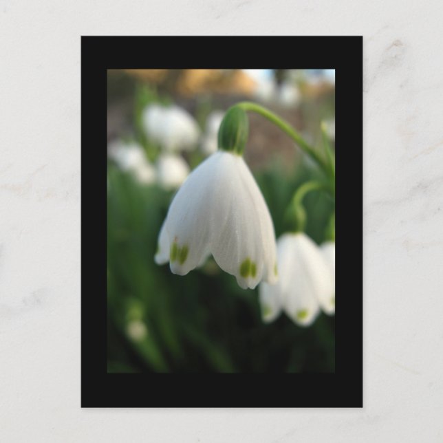 Snowdrop Flower Postcard (Front)