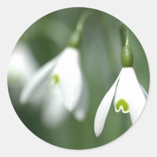 snowdrop, from the flower gift collection classic round sticker