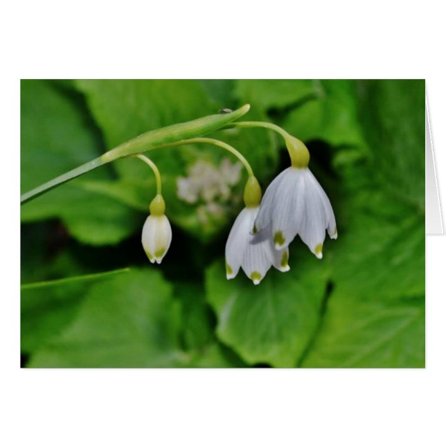 Snowdrop Gift Card (Front Horizontal)