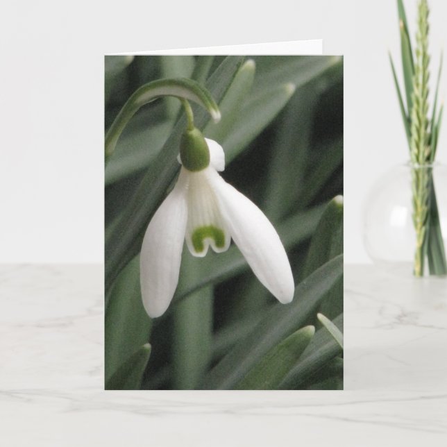 Snowdrop Holiday Card (Front)