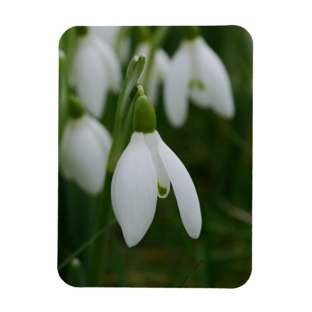 Snowdrop Magnet (Vertical)