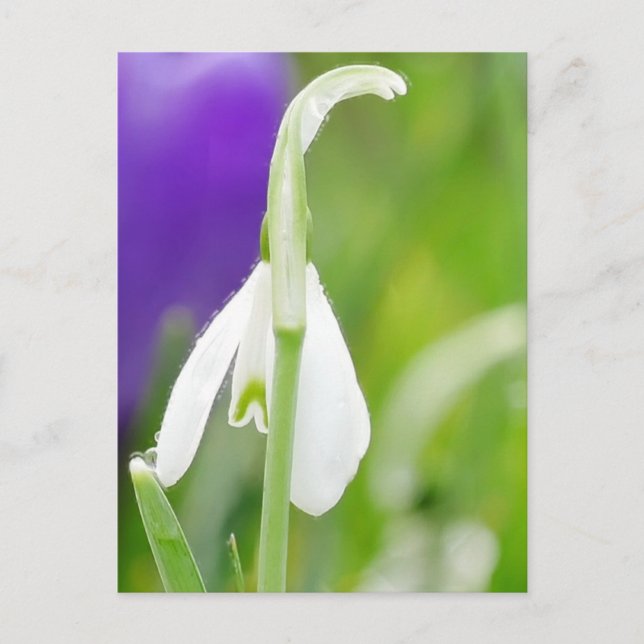 Snowdrop Postcard (Front)