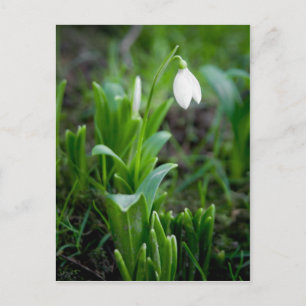 Snowdrop Postcard Postkarte Schneegloeckchen
