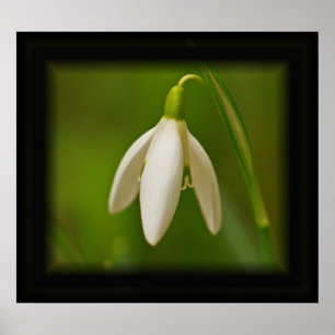 Snowdrop Poster