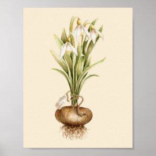 Snowdrop - Poster