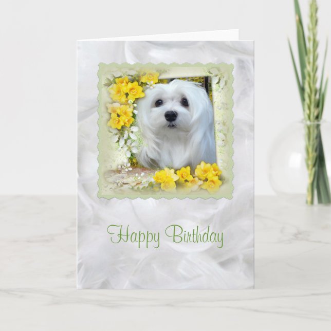 Snowdrop the Maltese Birthday Card (Front)