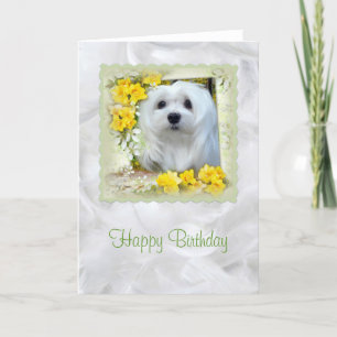 Snowdrop the Maltese Birthday Card
