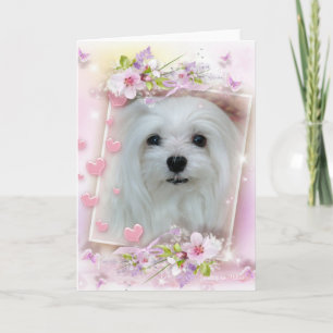 Snowdrop the Maltese Birthday/Greeting Card