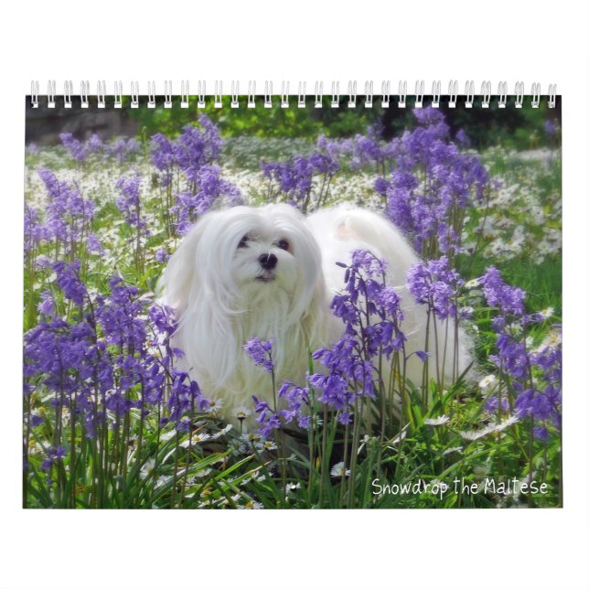 Snowdrop the Maltese Calendar (Cover)