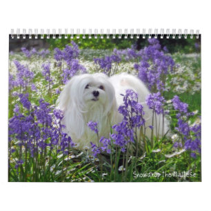 Snowdrop the Maltese Calendar