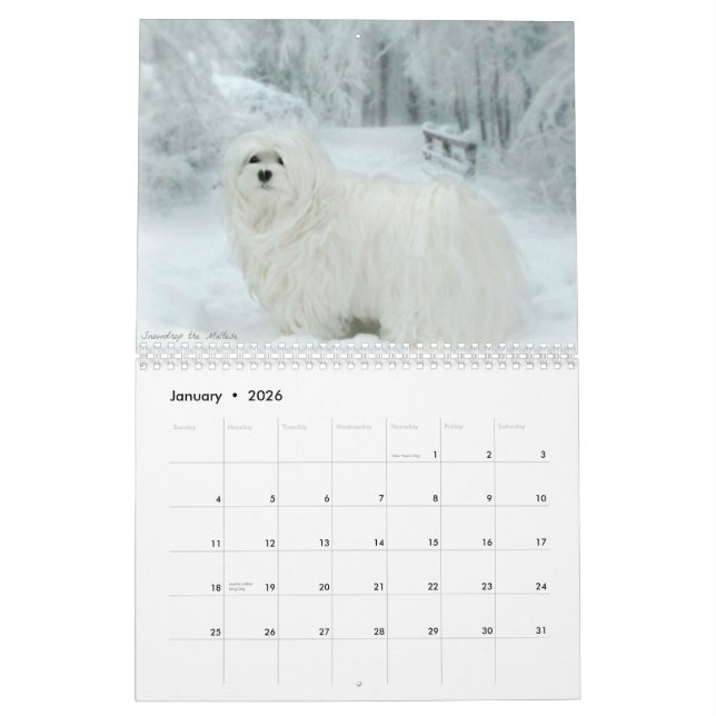 Snowdrop the Maltese Calendar (Jan 2026)