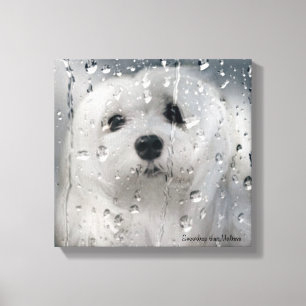 Snowdrop the Maltese Canvas Print