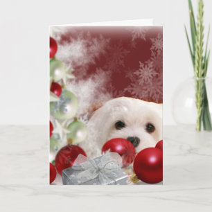 Snowdrop the Maltese Christmas Card