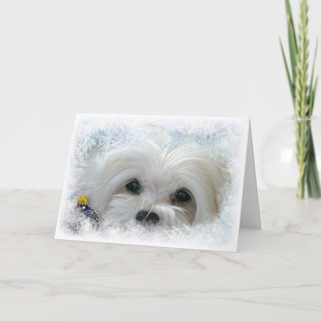 Snowdrop the Maltese Christmas Card (Front)