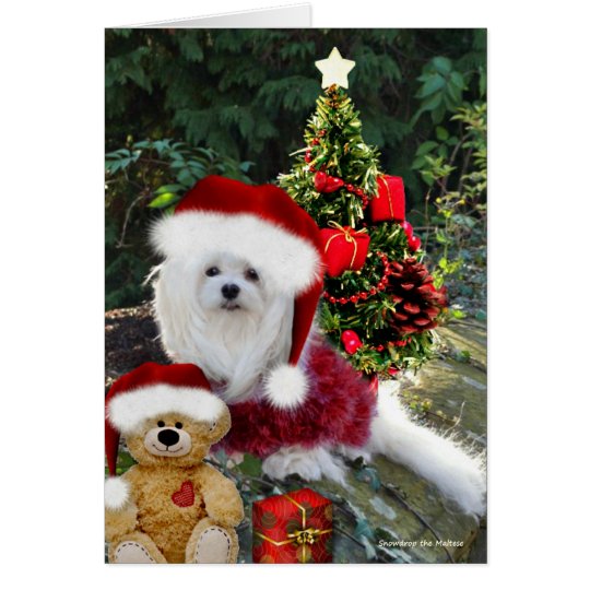 Snowdrop the Maltese Christmas Card