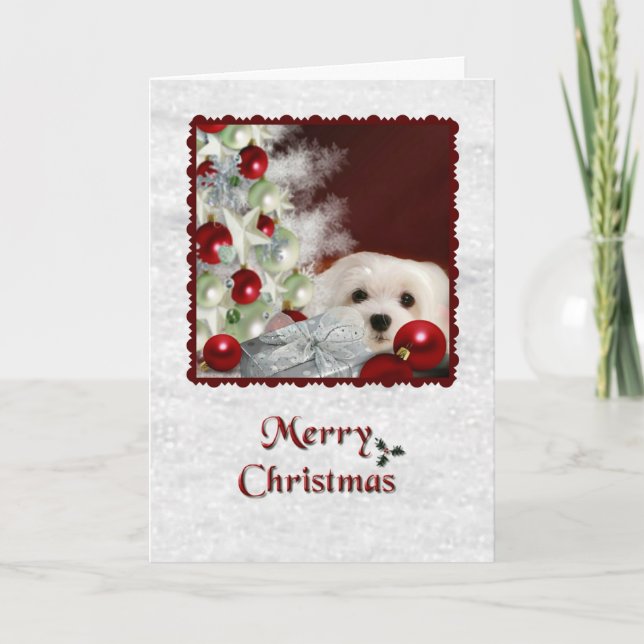 Snowdrop the Maltese Christmas Card (Front)