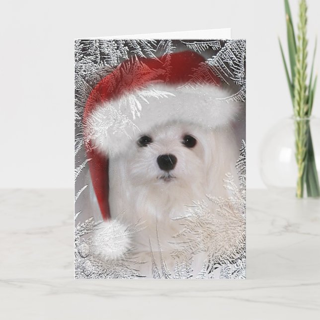 Snowdrop the Maltese Christmas Card (Front)