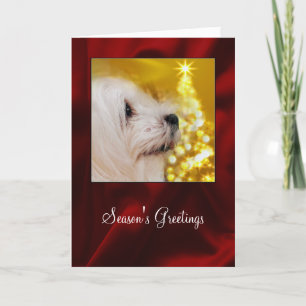 Snowdrop the Maltese Christmas Card