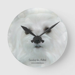 Snowdrop the Maltese Clock
