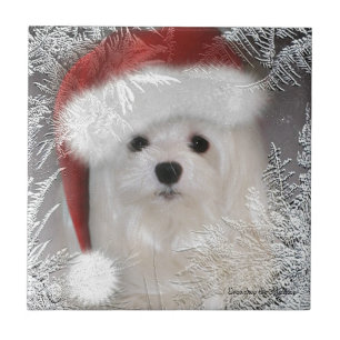 Snowdrop the Maltese Decorative Ceramic Tile