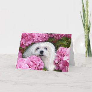 Snowdrop the Maltese Greeting Card