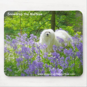 Snowdrop the Maltese Mouse Pad