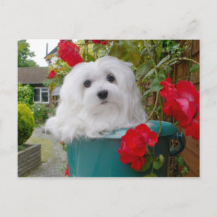 Snowdrop the Maltese Postcard