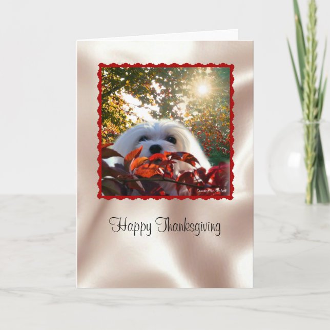 Snowdrop the Maltese Thanksgiving Card (Front)