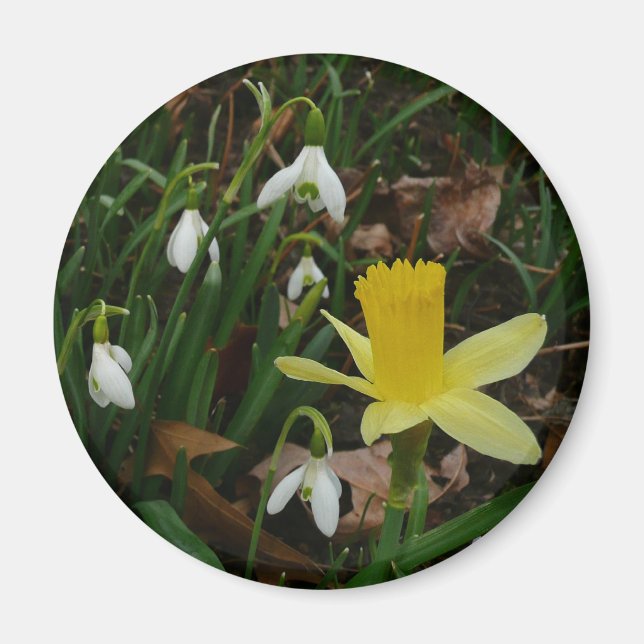 Snowdrops and Daffodil Spring Floral Magnet (Front)
