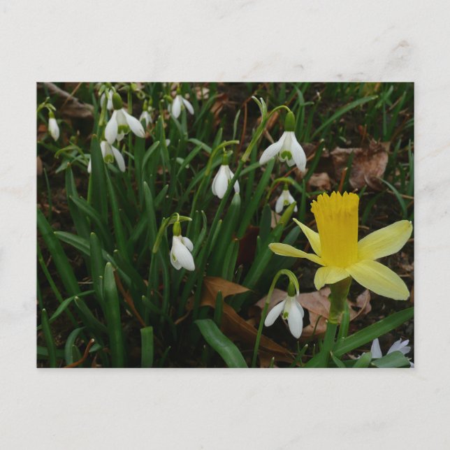 Snowdrops and Daffodil Spring Floral Postcard (Front)