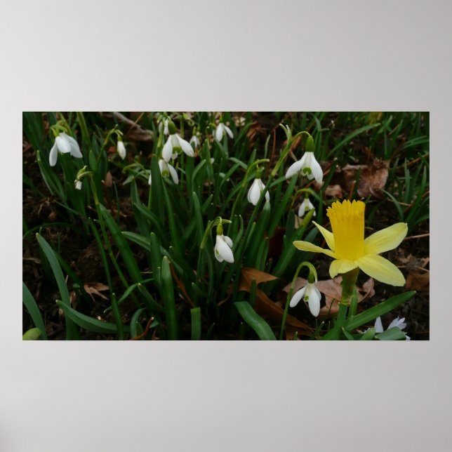 Snowdrops and Daffodil Spring Floral Poster (Front)