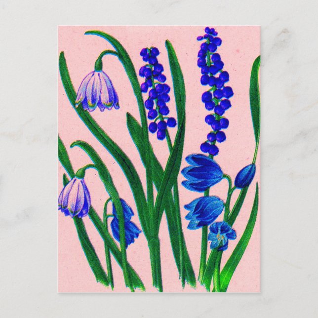 snowdrops and scilla postcard (Front)