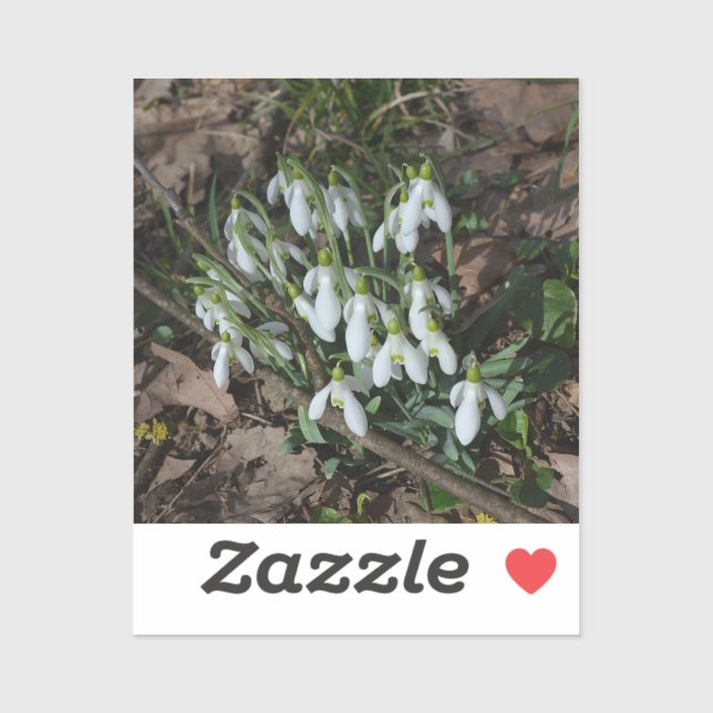 Snowdrops are the first flowers of spring  (Sheet)