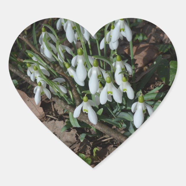 Snowdrops are the first flowers of spring heart sticker (Front)