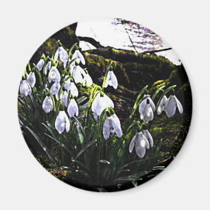 Snowdrops by River Hafren Fridge Magnet