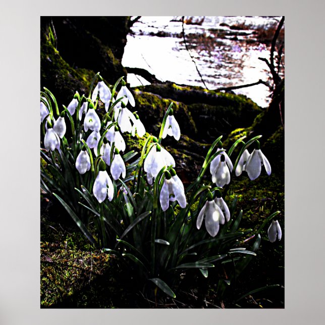 Snowdrops by River Hafren Print (Front)