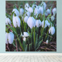 Snowdrops