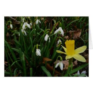 Snowdrops et Daffodil Spring Floral