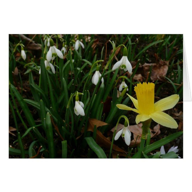 Snowdrops et Daffodil Spring Floral (Devant horizontal)