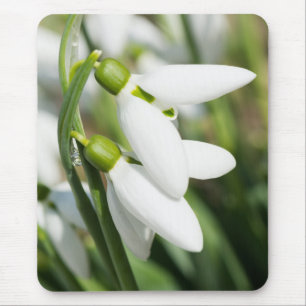 Snowdrops flowers mouse pad