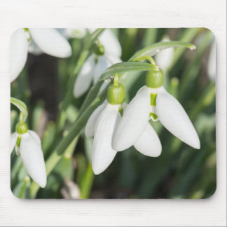 Snowdrops flowers mouse pad