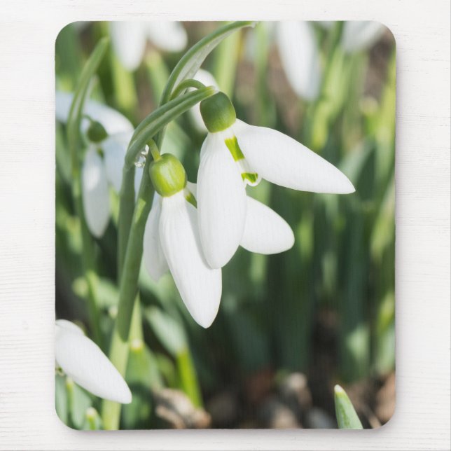 Snowdrops flowers mouse pad (Front)